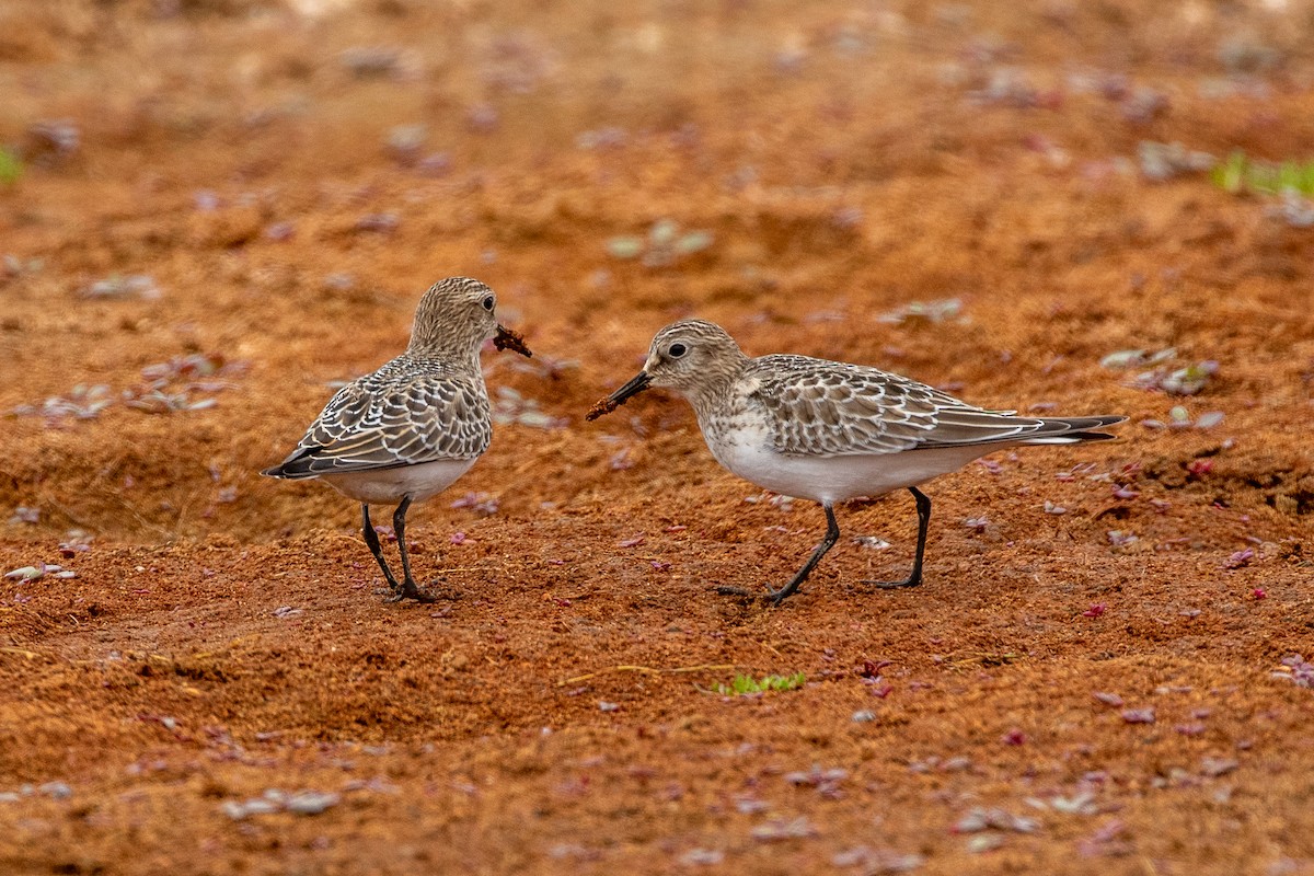 Baird's Sandpiper - ML623763316