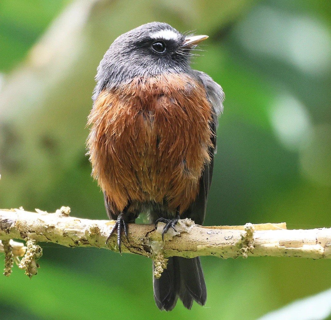 Chestnut-bellied Chat-Tyrant - ML623763336