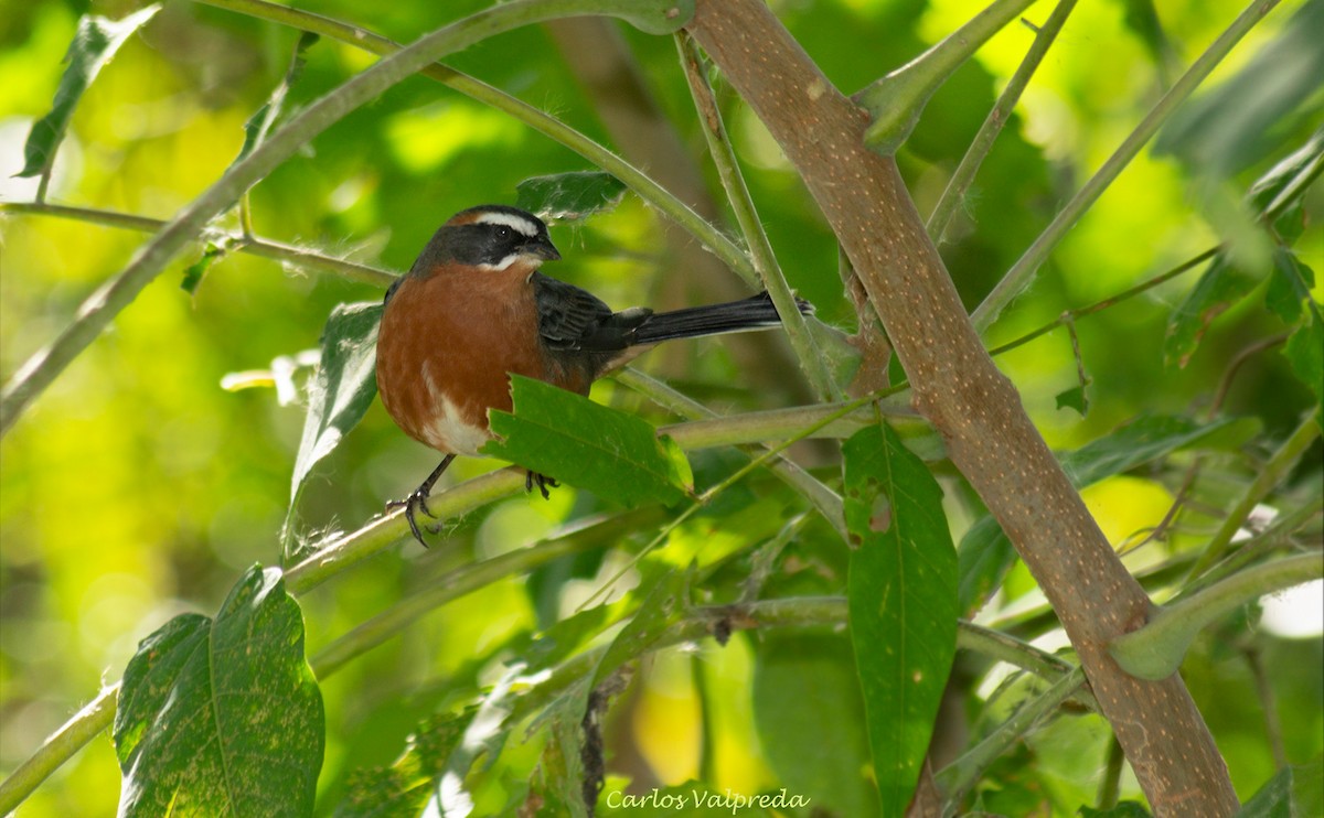 Black-and-rufous Warbling Finch - ML623763356