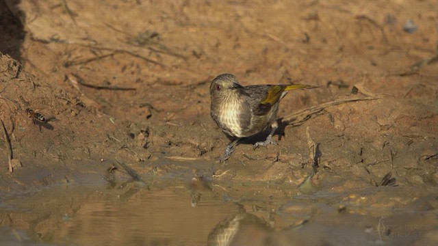Crescent Honeyeater - ML623763363