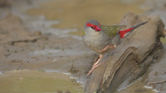 Red-browed Firetail - ML623763364