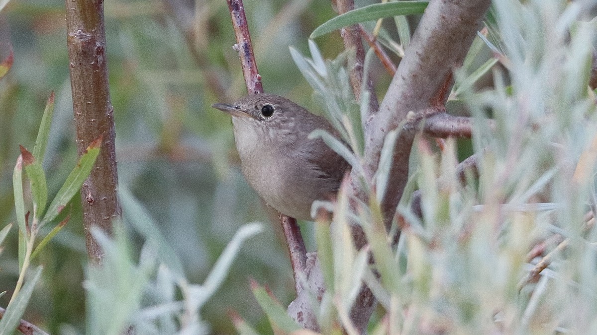 House Wren - ML623763378