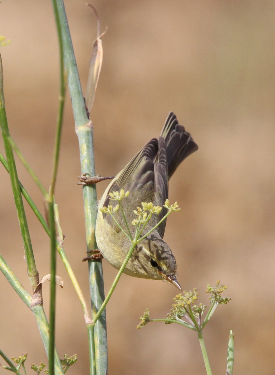 Mosquitero Musical - ML623763385