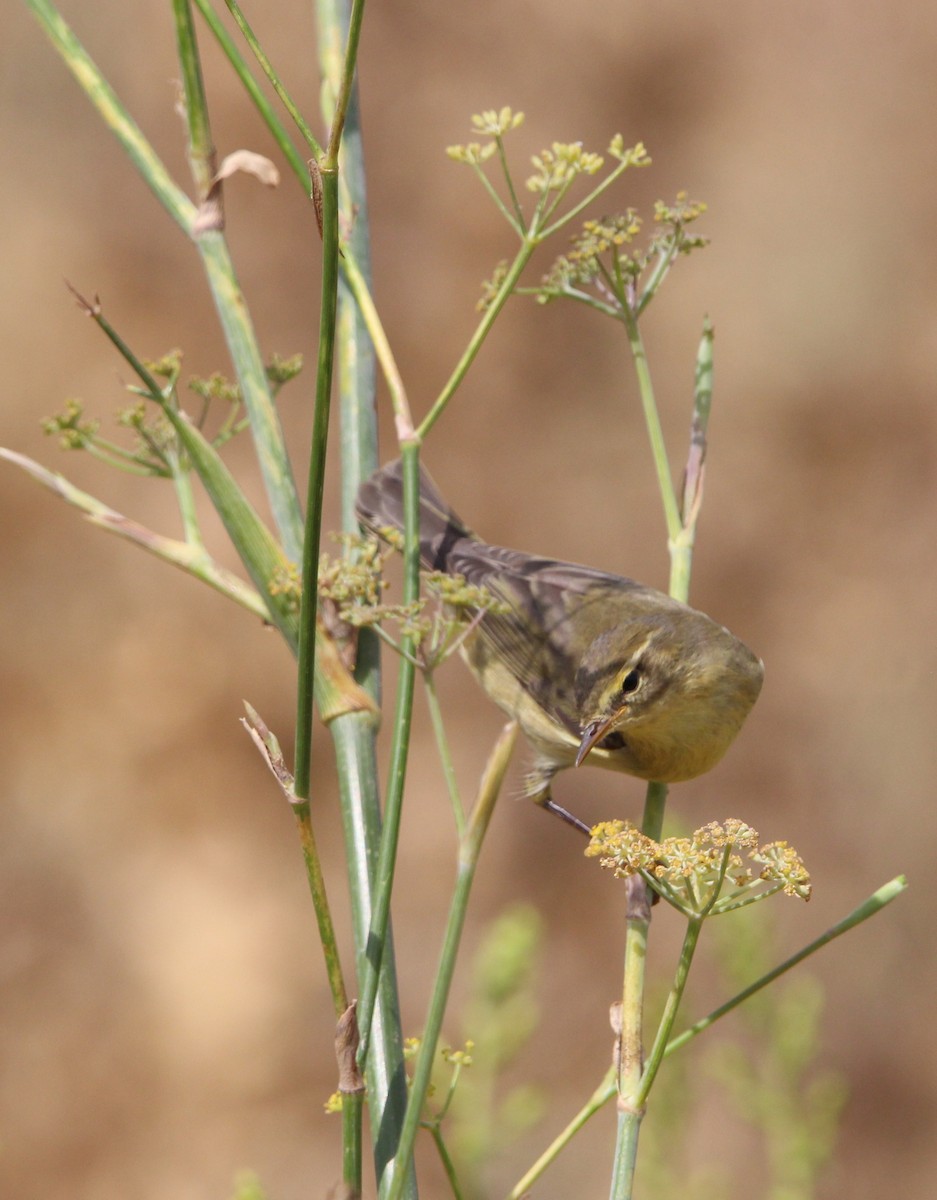 Mosquitero Musical - ML623763386