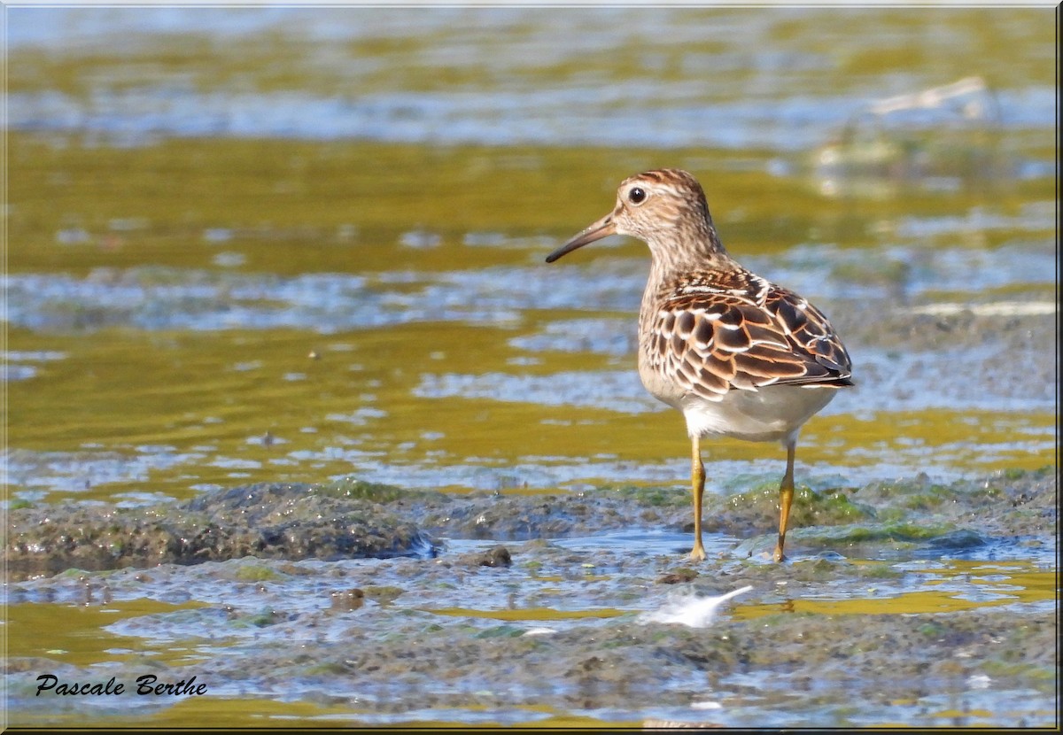 Pectoral Sandpiper - ML623763393