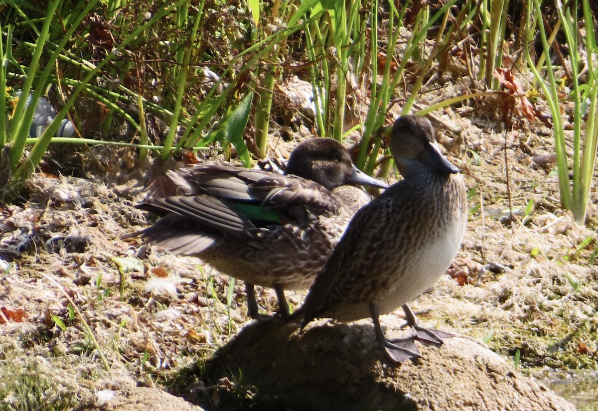 Green-winged Teal - ML623763409