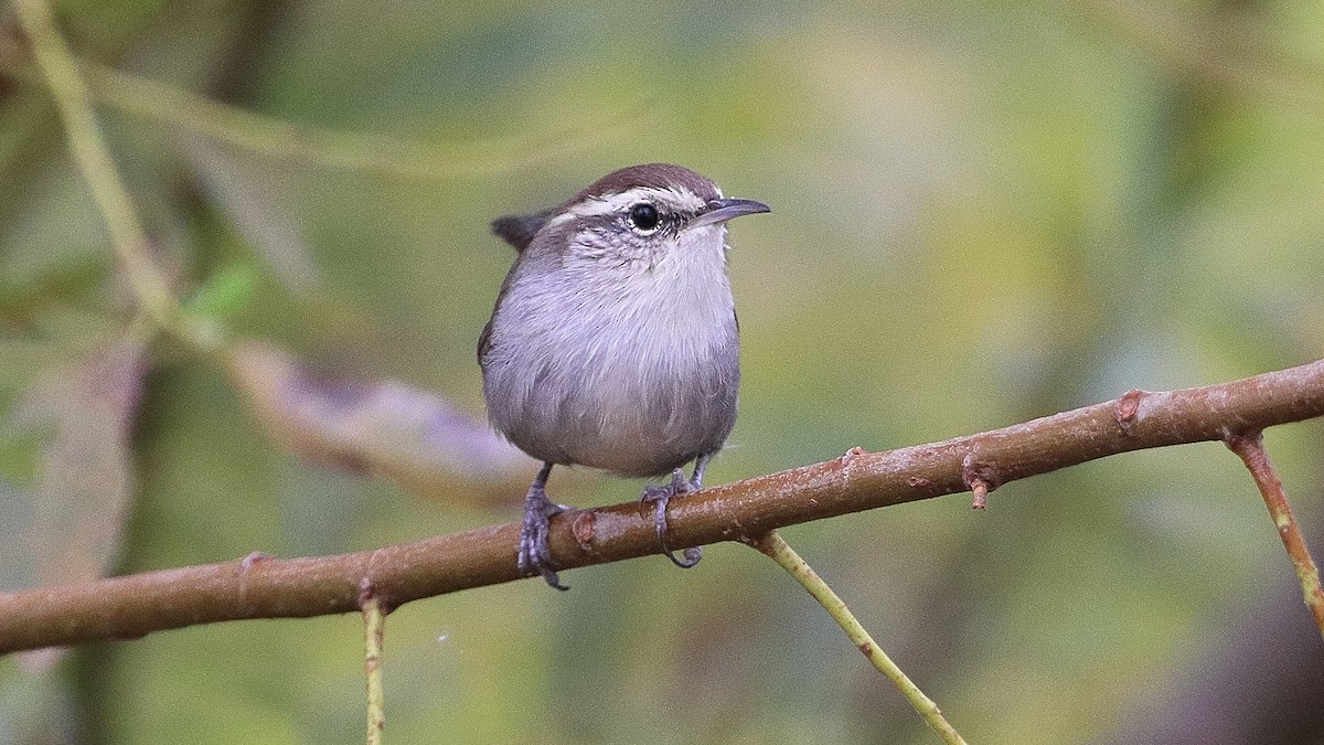 Bewick's Wren - ML623763418