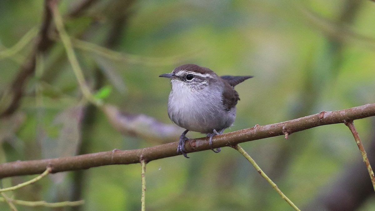 Bewick's Wren - ML623763419