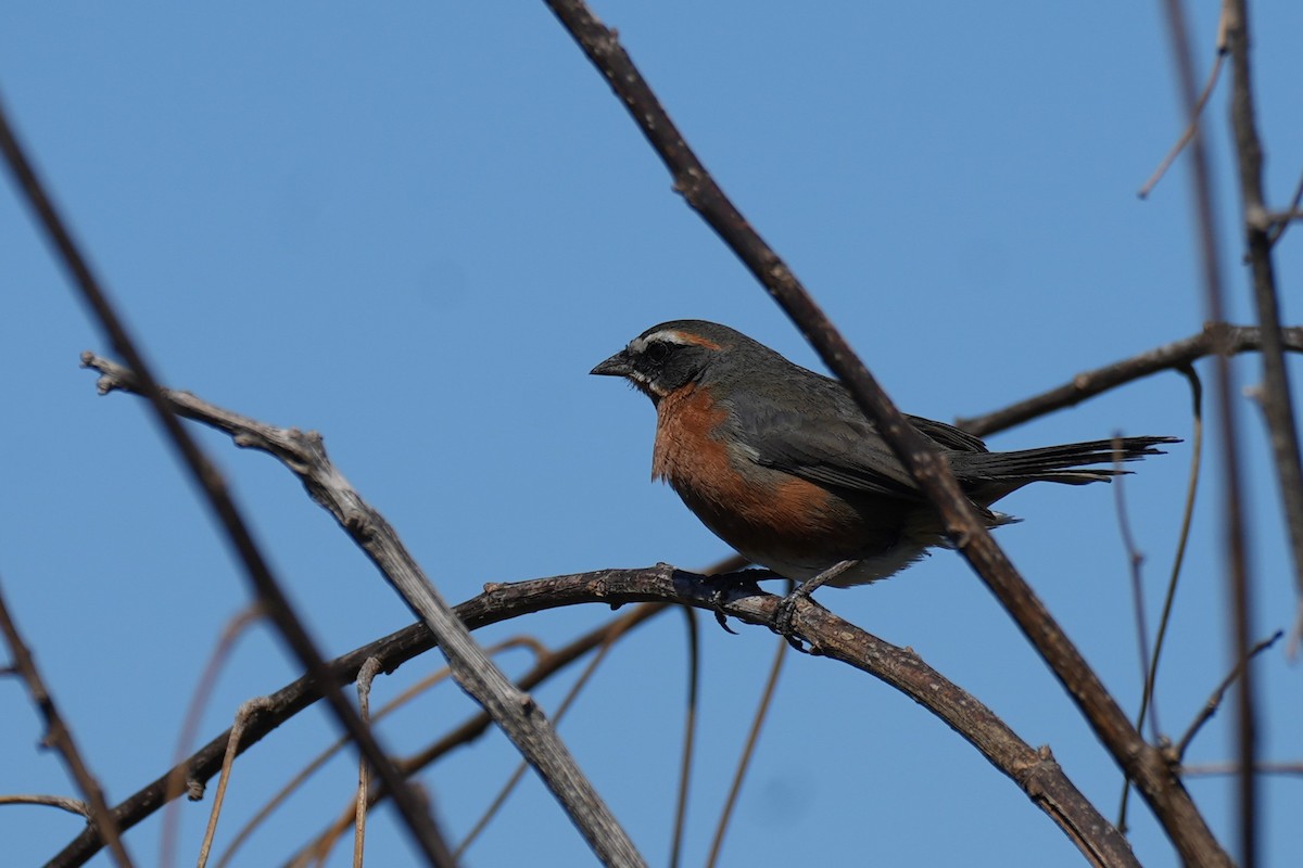 Black-and-rufous Warbling Finch - ML623763422