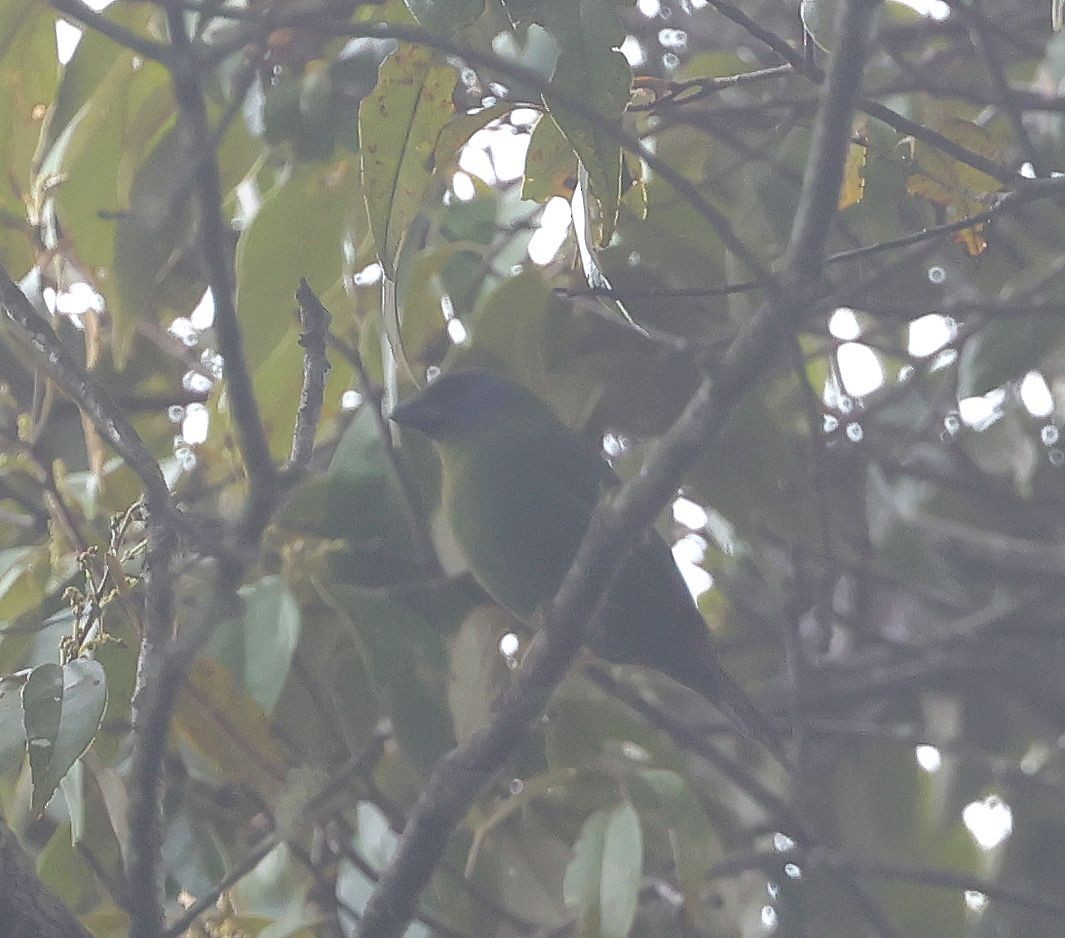 Papuan Parrotfinch - Mika Ohtonen