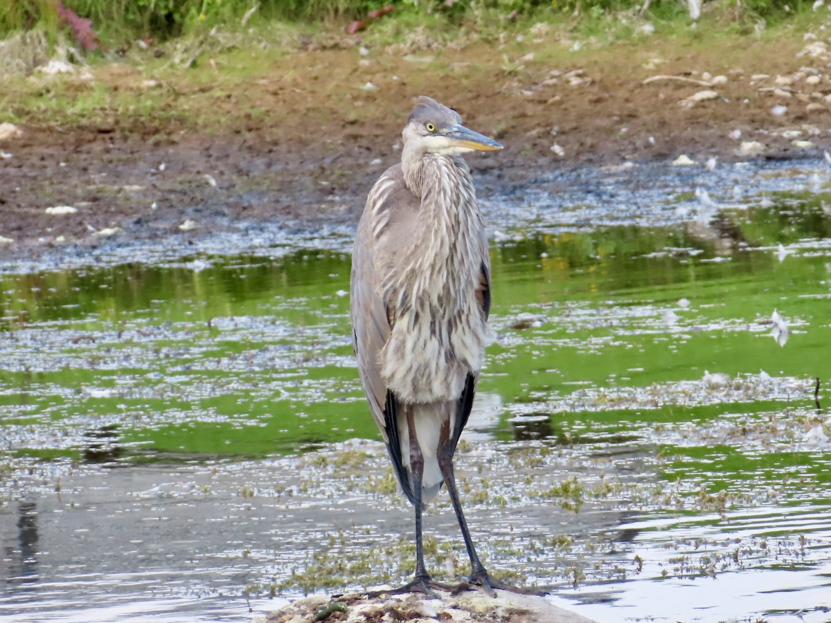 Great Blue Heron - ML623763451