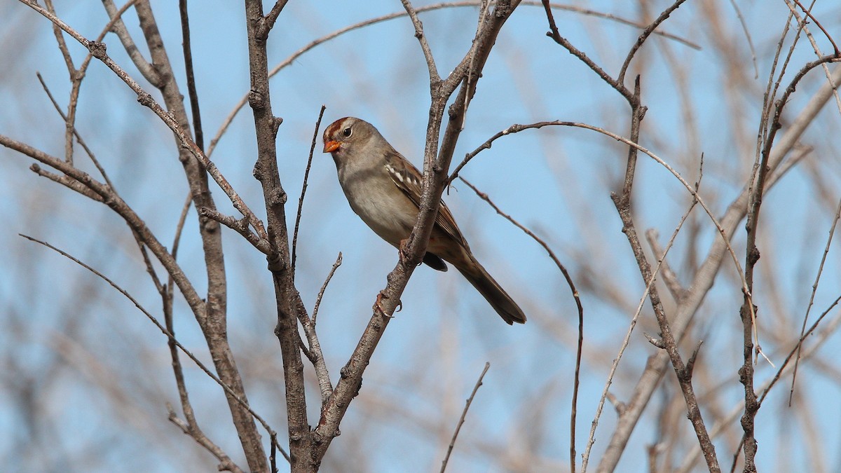 White-crowned Sparrow - ML623763455