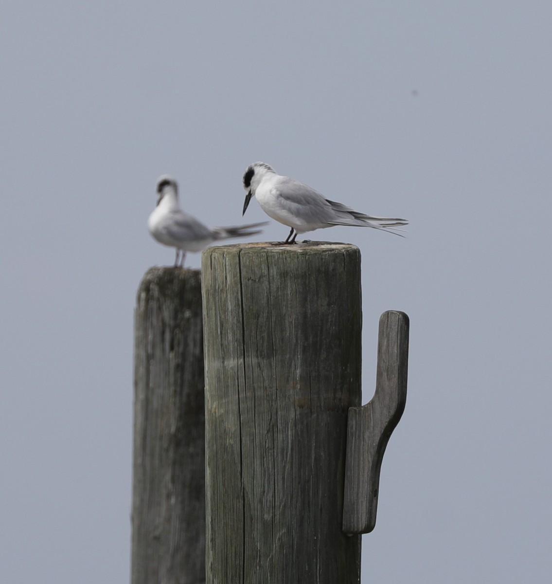 Forster's Tern - ML623763457