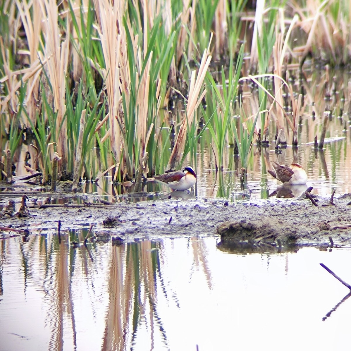 Wilson's Phalarope - ML623763477