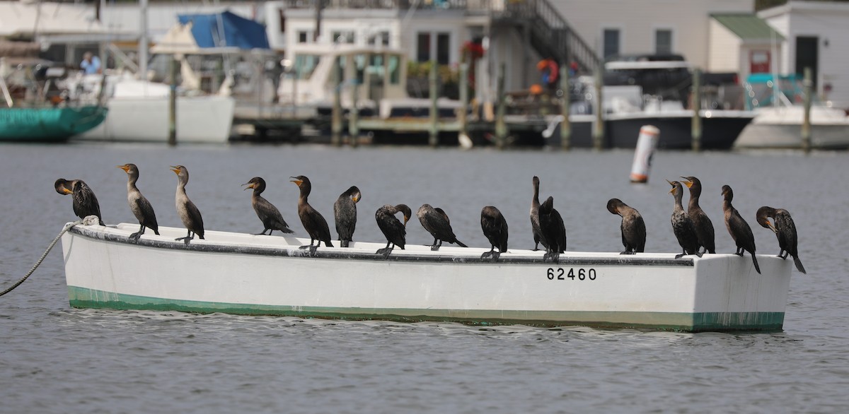 Double-crested Cormorant - ML623763481