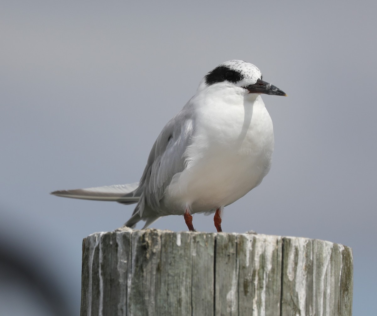 Forster's Tern - ML623763484