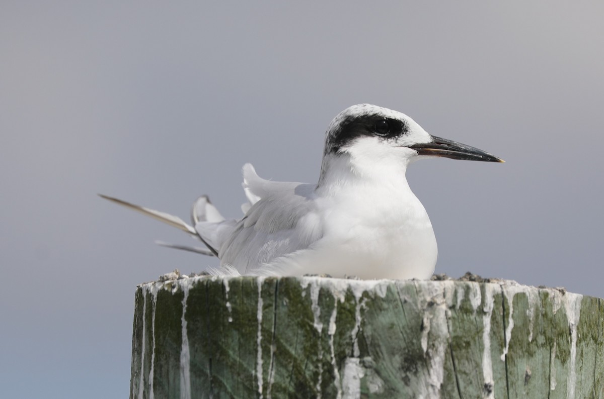 Forster's Tern - ML623763486