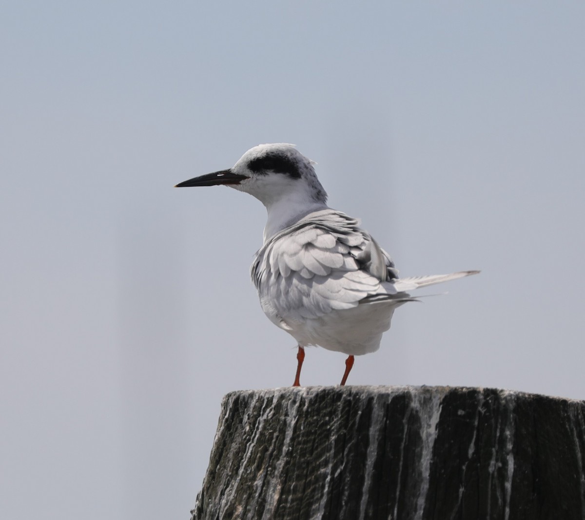 Forster's Tern - ML623763499