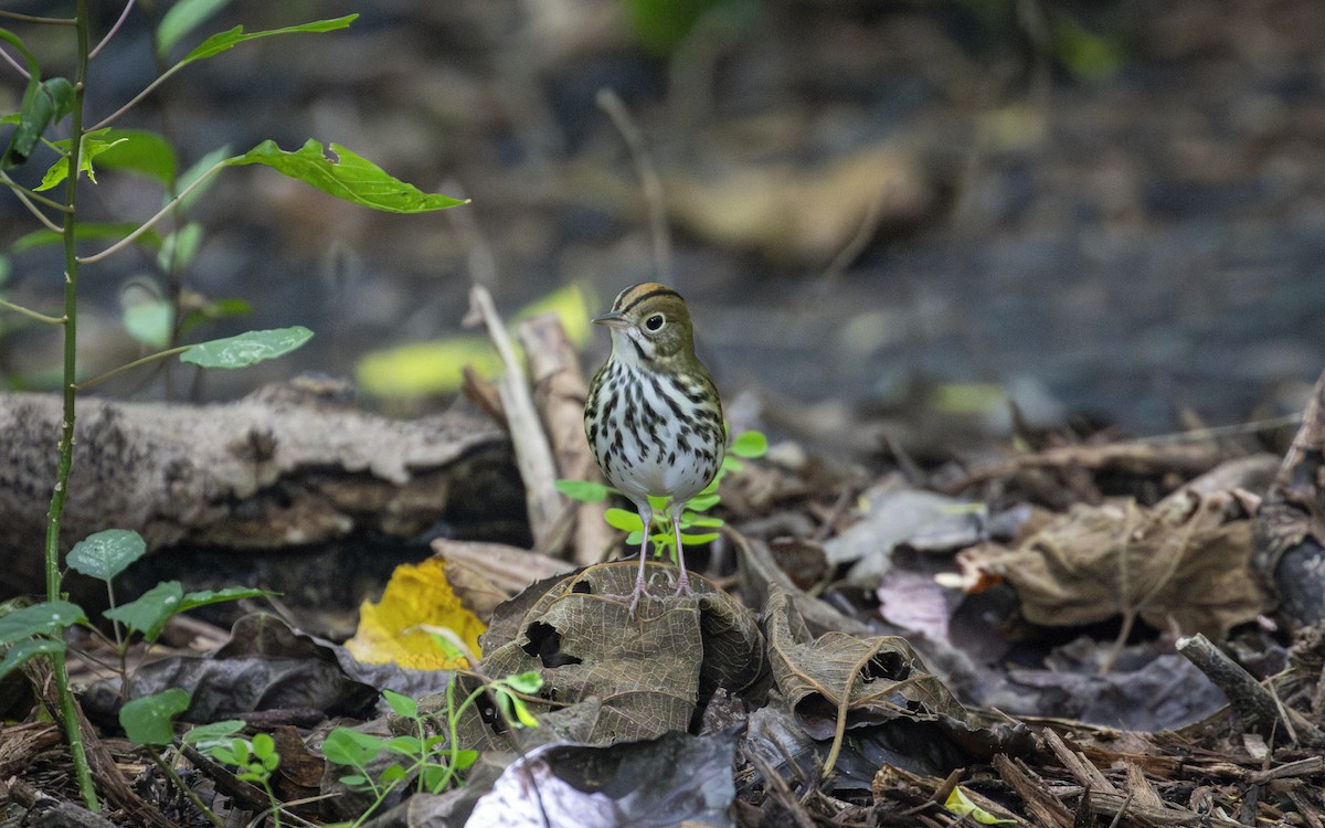 Ovenbird - Edwin Wilke