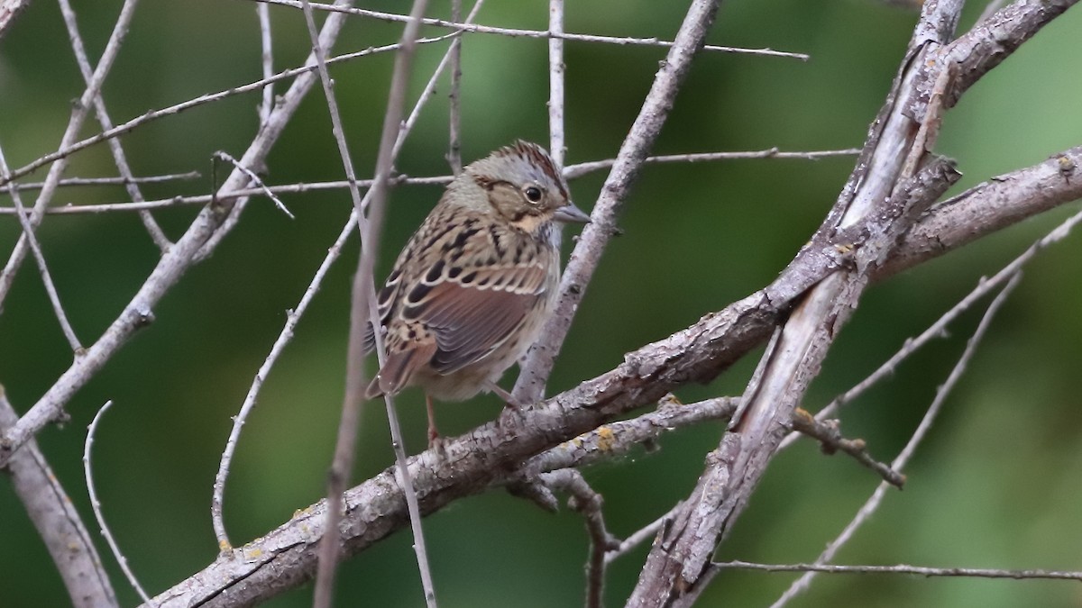 Lincoln's Sparrow - ML623763507