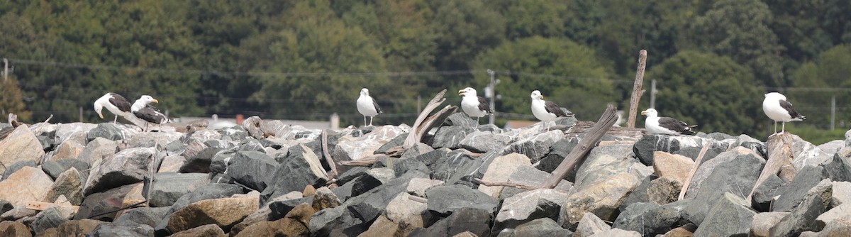 Great Black-backed Gull - ML623763526