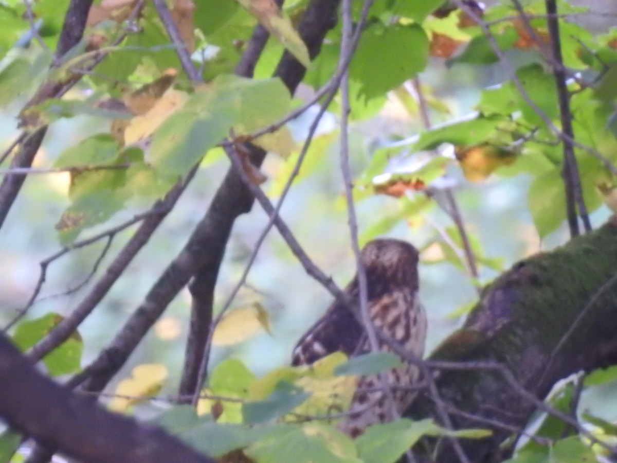 Cooper's Hawk - ML623763535