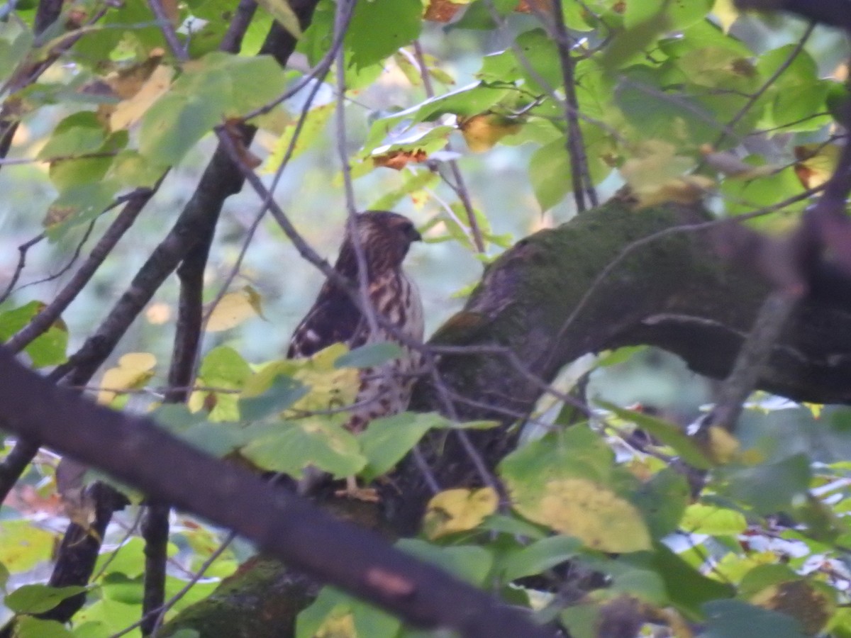 Cooper's Hawk - George & Bonnie Wood