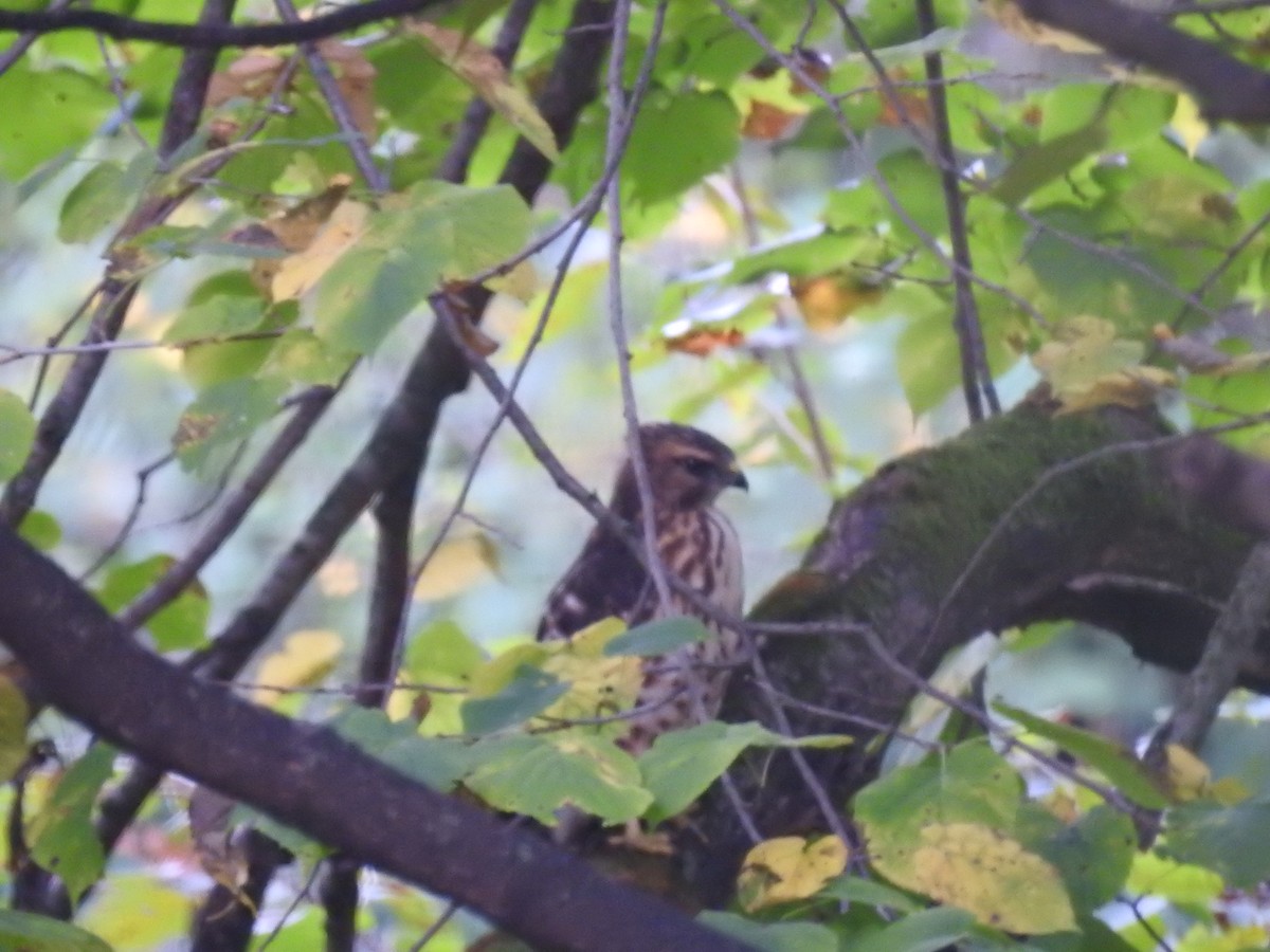 Cooper's Hawk - ML623763575