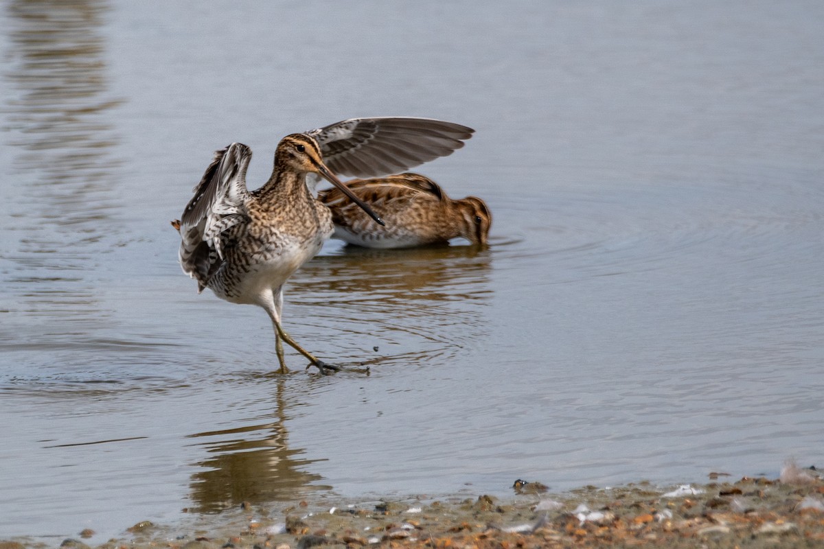 Common Snipe - ML623763581