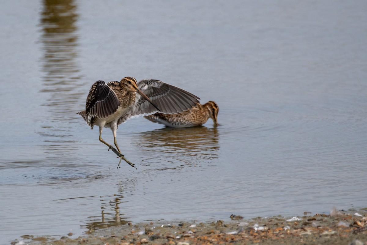 Common Snipe - ML623763584