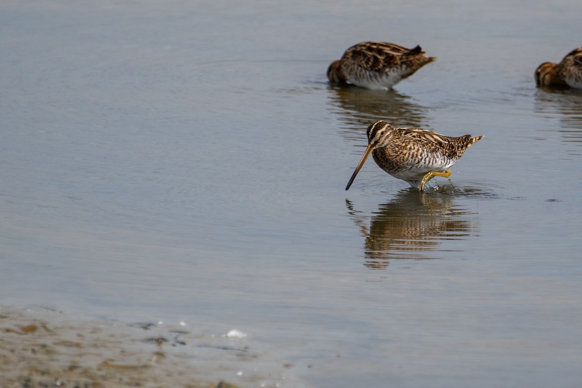 Common Snipe - Sam Shorto