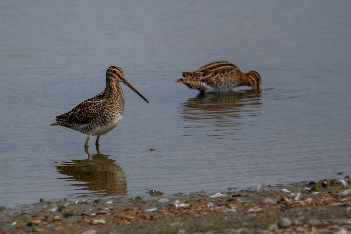 Common Snipe - ML623763586