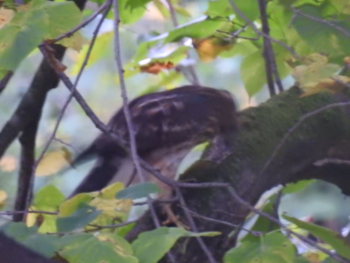 Cooper's Hawk - ML623763589