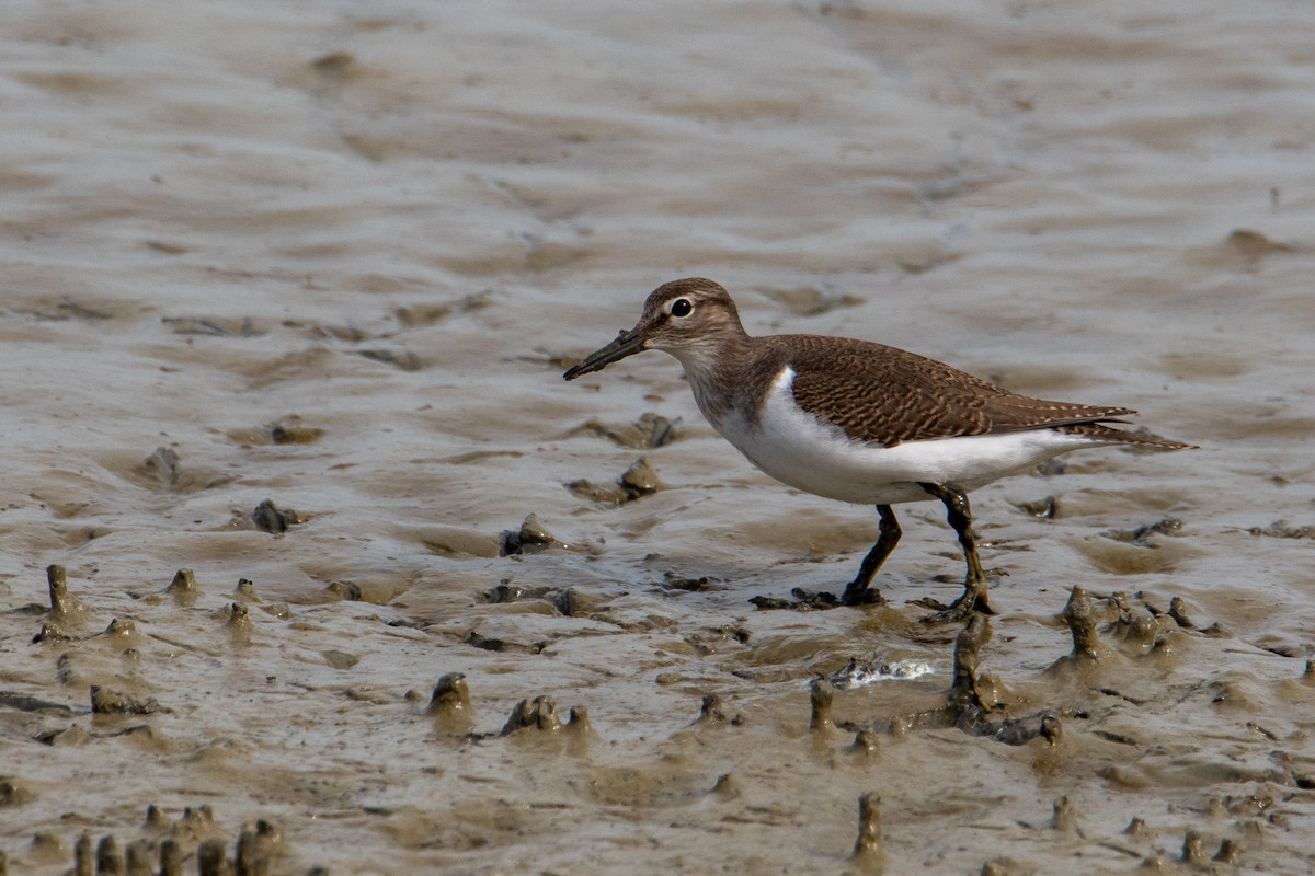 Common Sandpiper - ML623763593