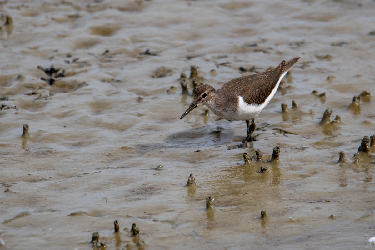 Common Sandpiper - ML623763594