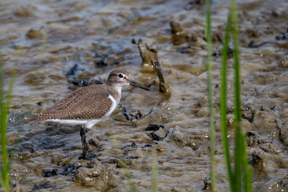 Common Sandpiper - ML623763595