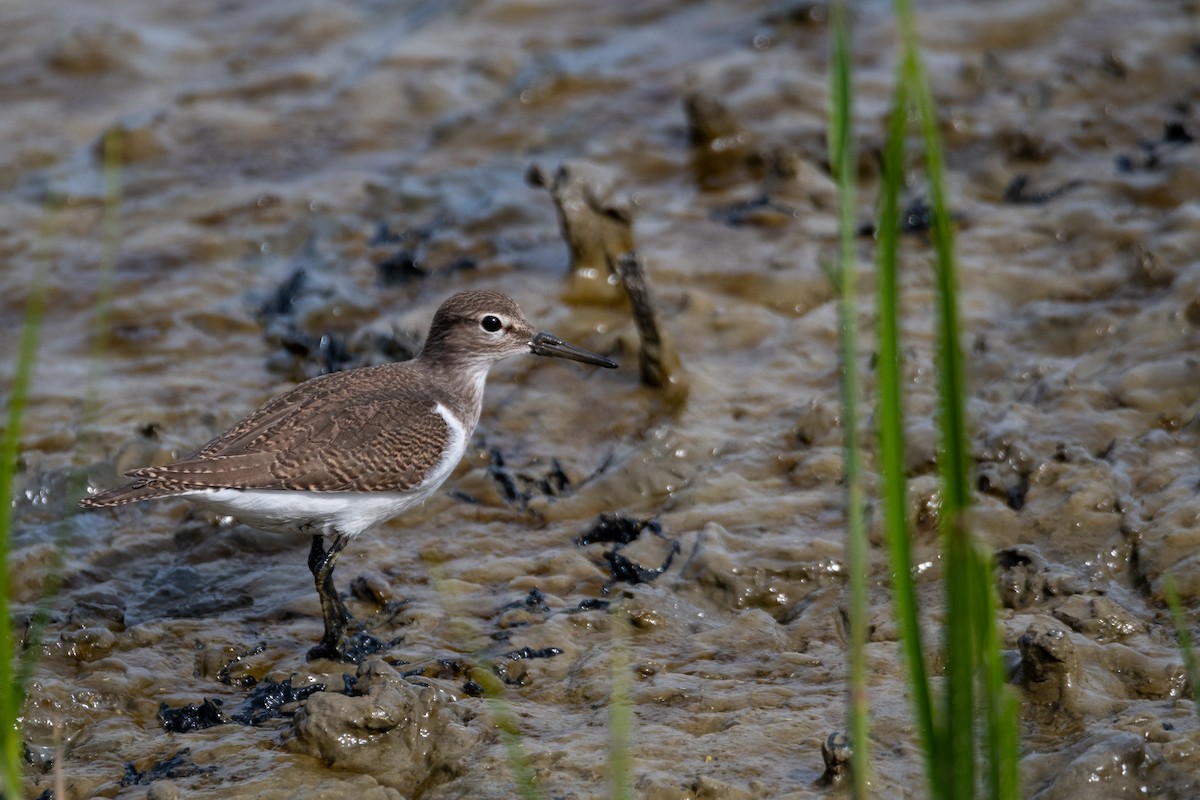 Common Sandpiper - ML623763596