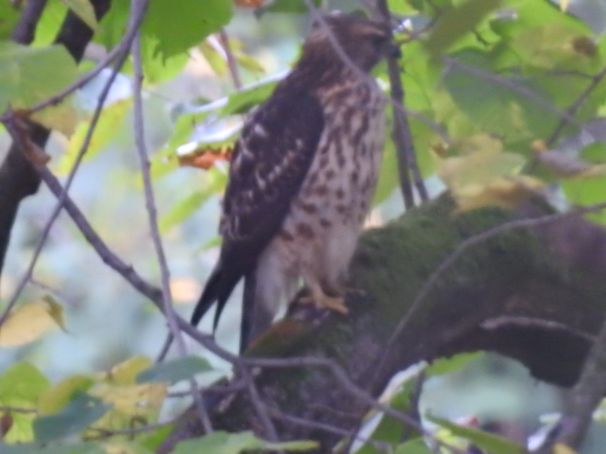 Cooper's Hawk - ML623763604