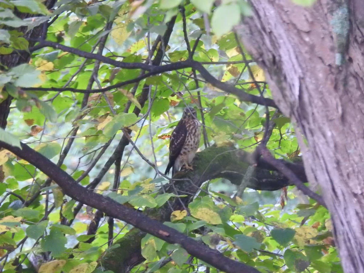 Cooper's Hawk - ML623763614