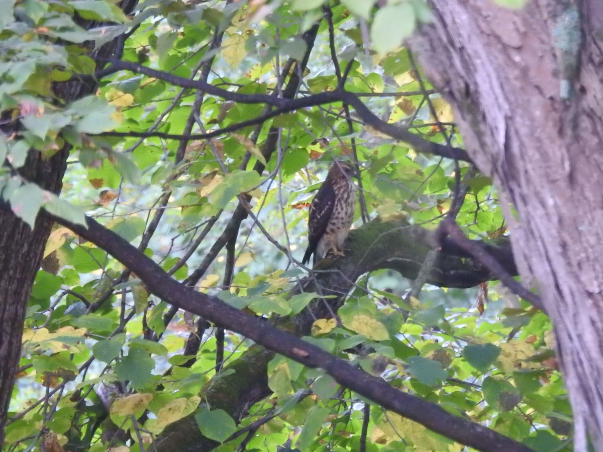 Cooper's Hawk - ML623763633