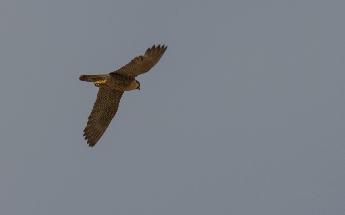 Peregrine Falcon (Mediterranean) - ML623763718