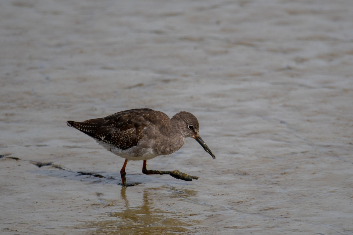 Common Redshank - Sam Shorto