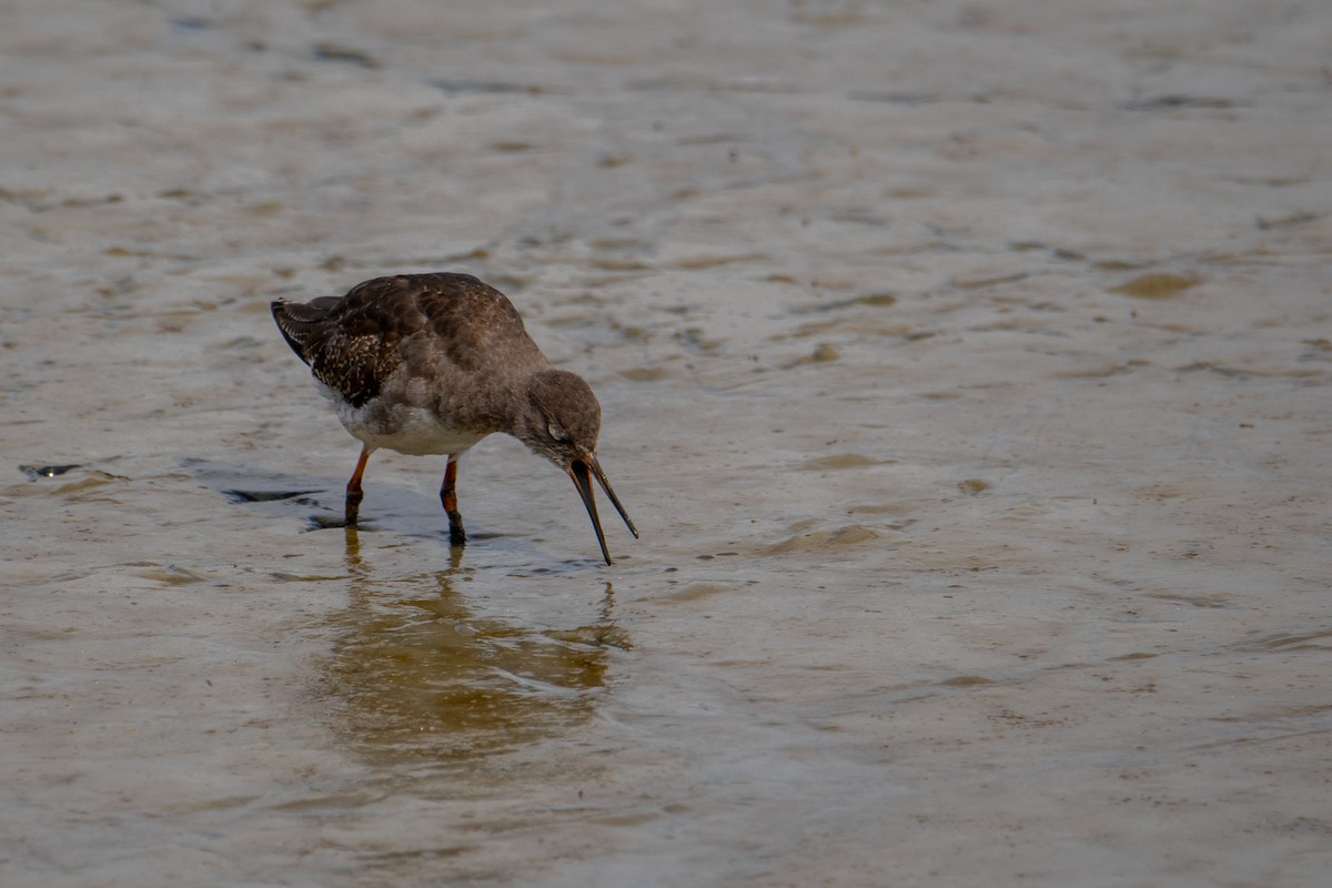 Common Redshank - ML623763764