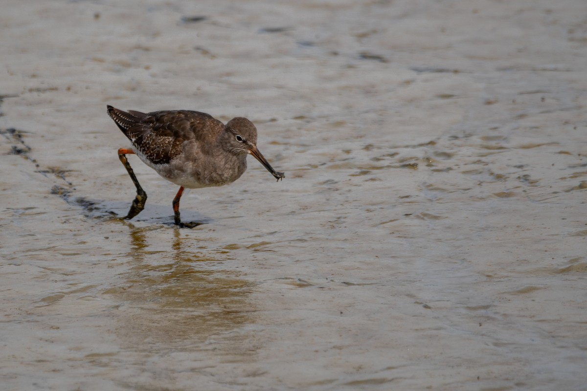 Common Redshank - ML623763765