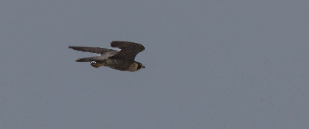 Peregrine Falcon (Mediterranean) - ML623763767