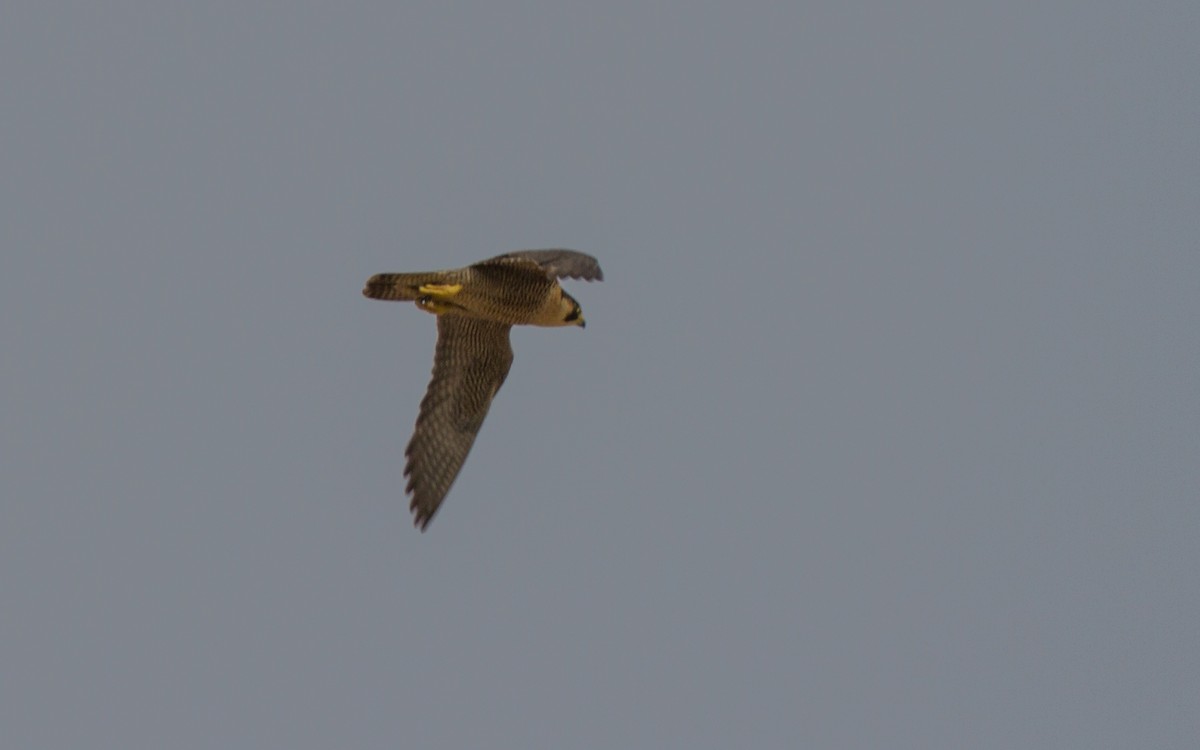 Peregrine Falcon (Mediterranean) - ML623763768