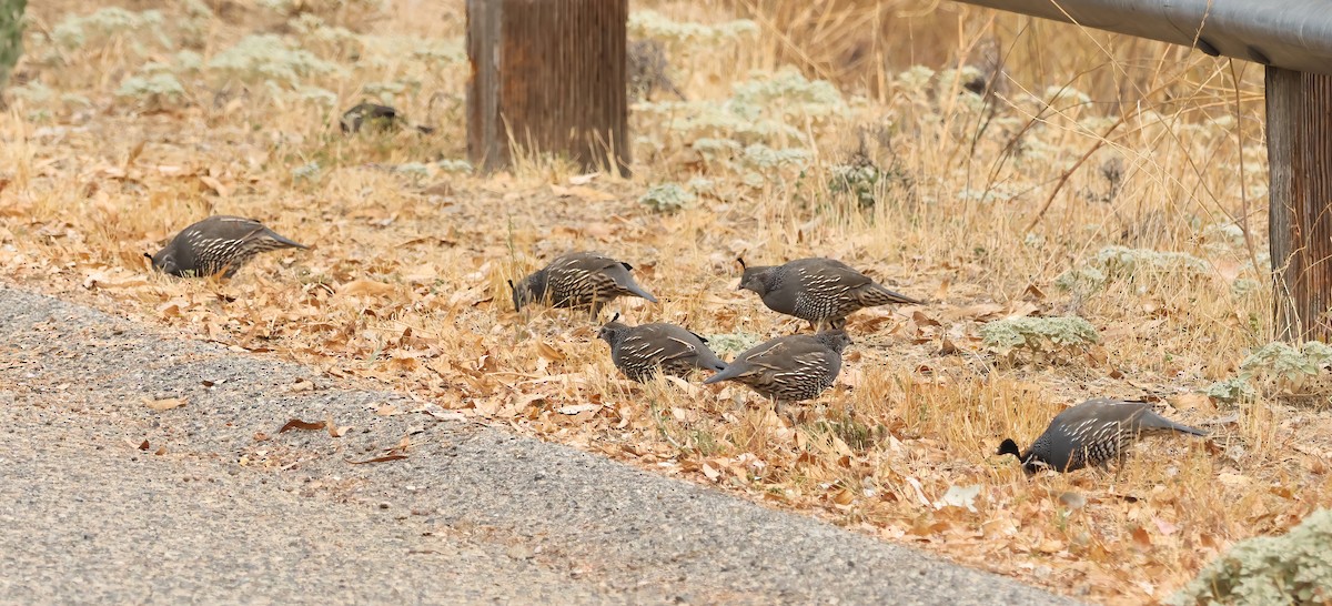 California Quail - ML623763781