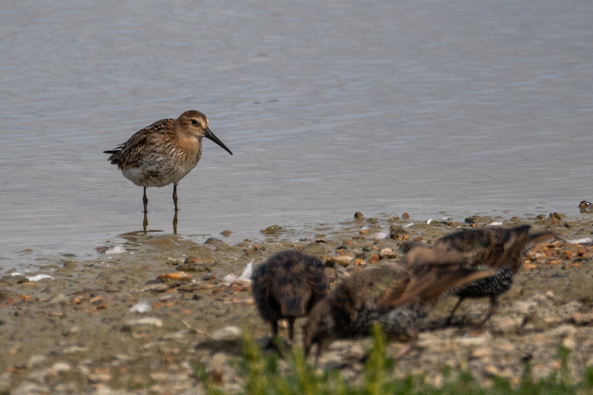 Dunlin - ML623763782