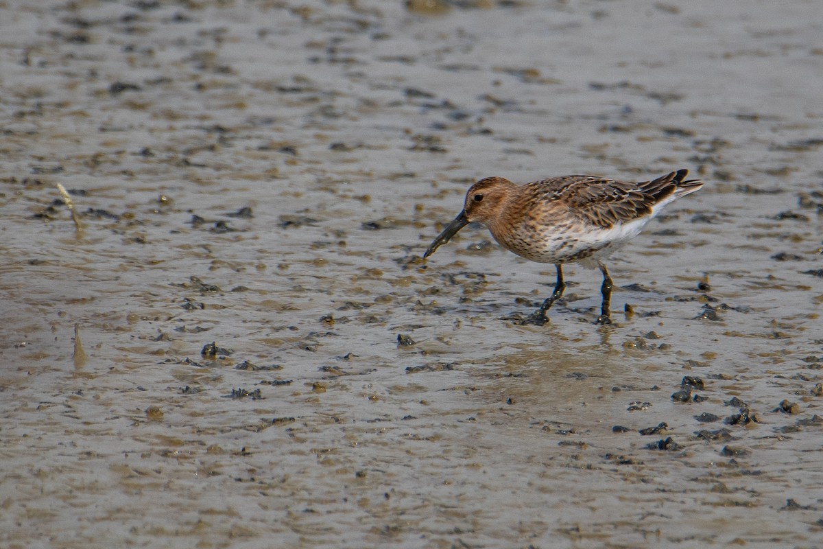 Dunlin - ML623763783