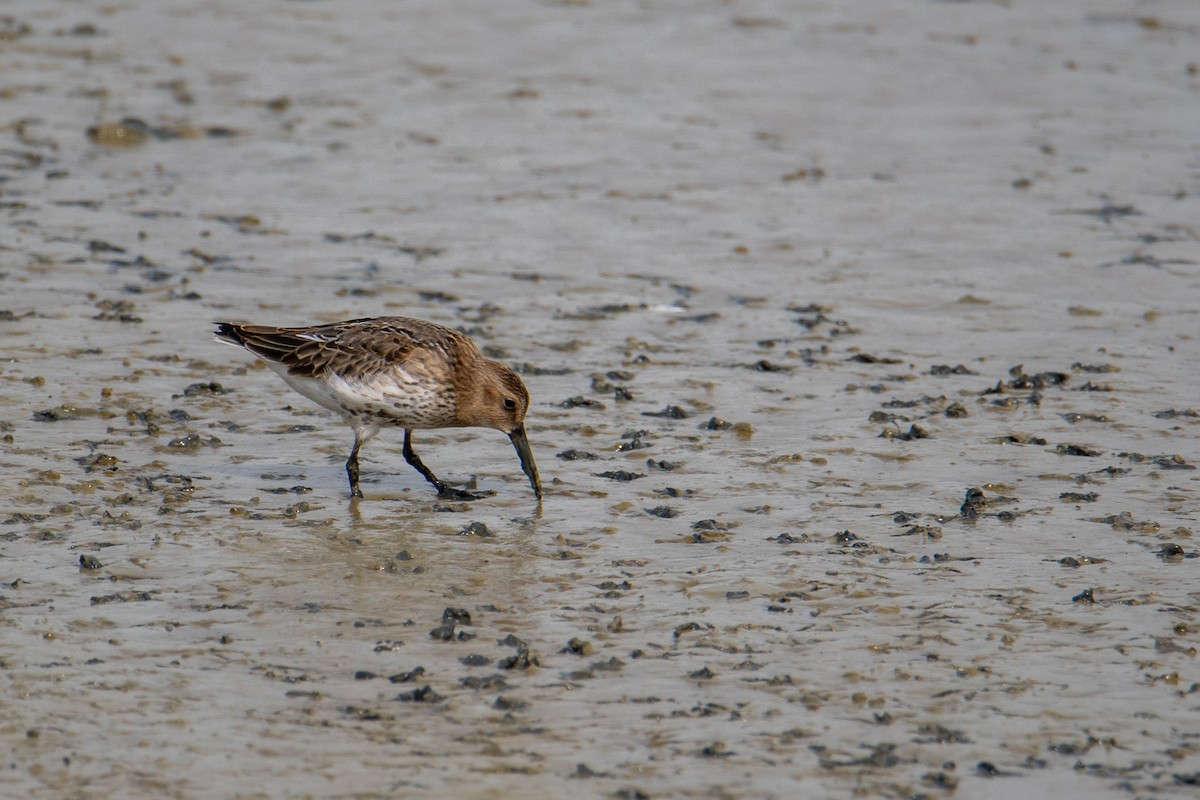 Dunlin - ML623763784